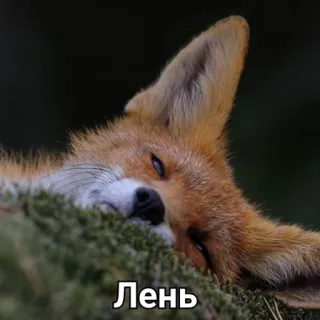 😪 Лень raposa, animal, dormir, preguiçoso, fofo, natureza, vida selvagem telegram sticker