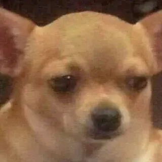 😒 chien, chihuahua, animal, animal de compagnie, mignon, mème telegram sticker