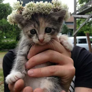 😀 gatito, gato, trébol, corona de flores, lindo telegram sticker