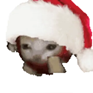 🐈 кот, шапка Санты, рождество, праздник, праздничный telegram sticker