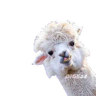 🦙 alpaca, animal, cute, llama, funny, portrait, white telegram sticker