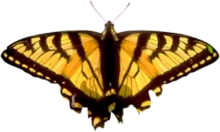 🐝 butterfly, insect, yellow, wings, nature whatsapp sticker
