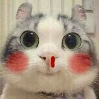 😊 gatto, animale, carino, animale domestico, gattino, gatto domestico telegram sticker