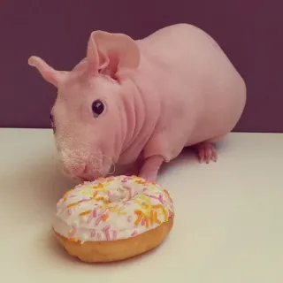 😚 porcellino d'India, ciambella, senza pelo, skinny pig, animale, animale domestico, cibo, dolce whatsapp sticker
