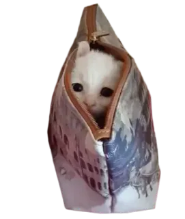 🐱 cat, kitten, animal, pet, white cat, bag telegram sticker
