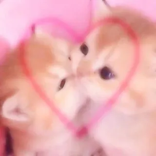 🐾 gatos, gatitos, amor, corazón, lindo, animales telegram sticker