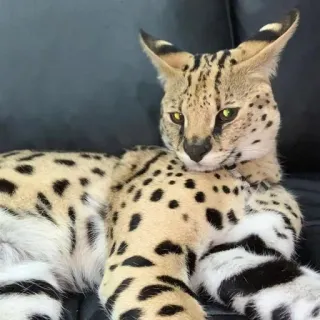 😡 Serval, Katze, Felidae, Tier, Wildkatze, gefleckt, Haustier whatsapp sticker
