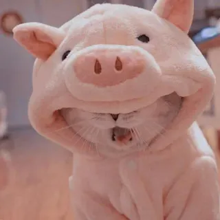 💈 Katze, Schwein, Kostüm, Tier, süß telegram sticker