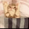 🐱