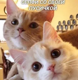 💕 СЕЛФИ СО СВОЕИ ПУСИЧКОИ แมว, เซลฟี่, ตลก, สัตว์, สัตว์เลี้ยง whatsapp sticker