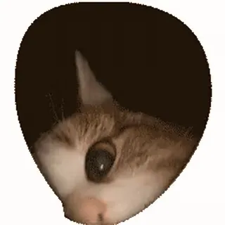 🐱 chat, animal de compagnie, animal, mignon, chat domestique, félin whatsapp sticker