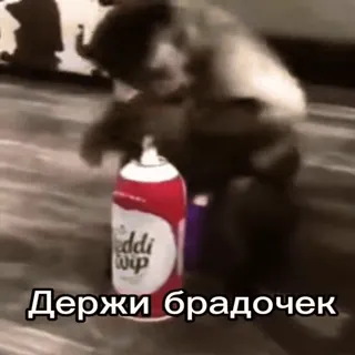 ❤️ monkey Держи брадочек telegram sticker