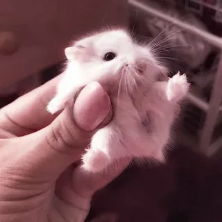 🤏 hamster, pet, animal, cute, small, white telegram sticker
