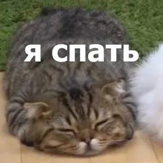😴 Я спать แมว, นอน, น่ารัก, สัตว์, ลูกแมว, นอนหลับ, ขี้เกียจ telegram sticker