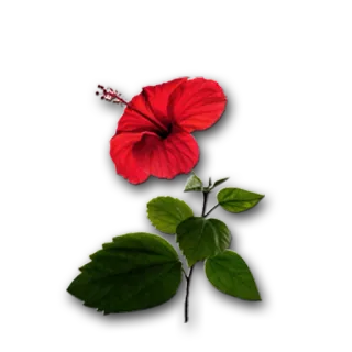 🌺 гибискус, цветок, красный, природа, растение, тропический, листья telegram sticker
