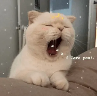 🍥 ah
i love you!! gato, fofo, amor, animal, adorável, animal de estimação telegram sticker