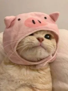 🙂 gato, cerdo, animal, lindo, sombrero, mascota whatsapp sticker