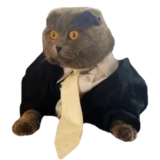 👔 cat, suit, tie, formal, business, animal, pet telegram sticker