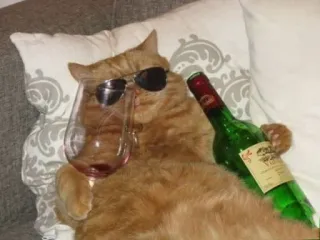 🍷 kot, wino, okulary przeciwsłoneczne, zwierzę, zrelaksowany, impreza whatsapp sticker