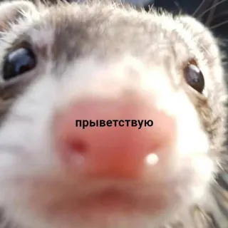 ✌️ прыветствую เฟอร์เรท, ทักทาย, สัตว์, น่ารัก, รัสเซีย telegram sticker