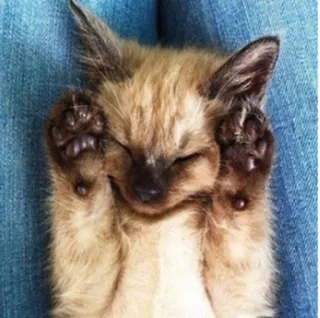 🤗 котёнок, кот, милый, спящий, очаровательный, животное, питомец telegram sticker