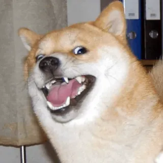 👀 chien, shiba inu, mème, drôle, animal, animal de compagnie telegram sticker