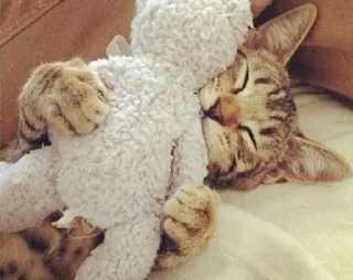 💤 cat, animal, cute, pet, teddy bear, sleeping, domestic animal telegram sticker