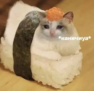👋 *каничиya* Katze, Sushi, Meme, Lustig, Tier telegram sticker