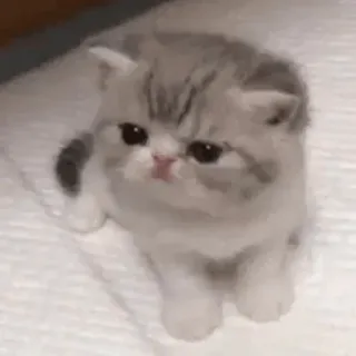 🙇‍♀️ kucing, anak kucing, hewan peliharaan, lucu, binatang, kucing domestik telegram sticker