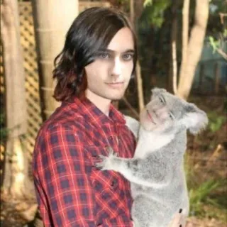 🐨 người đàn ông, gấu koala, động vật, thiên nhiên, chân dung, tình bạn telegram sticker
