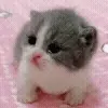 🐱