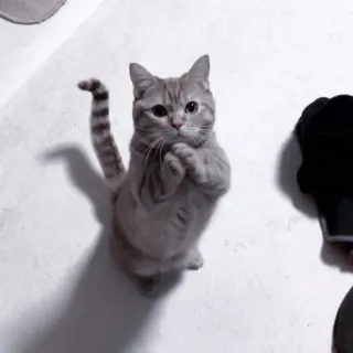 🐈‍⬛ Katze, süß, Tier, Haustier, häuslich, stehend, betteln telegram sticker