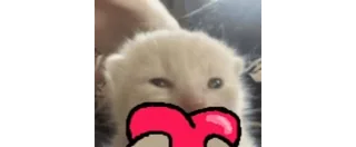 ❤️ anak kucing, imut, kucing, hewan peliharaan, hewan whatsapp sticker