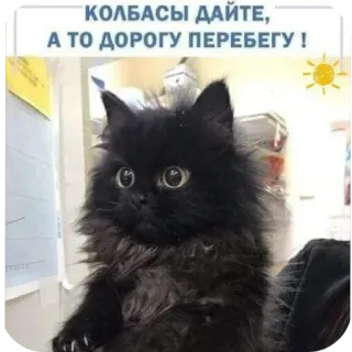 🐱 КОЛБАСЫ ДАЙТЕ, А ТО ДОРОГУ ПЕРЕБЕГУ ! whatsapp sticker
