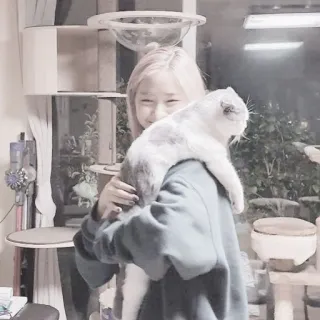 💗 猫, ペット, 女性, 可愛い, 動物, 友情, 家畜 whatsapp sticker