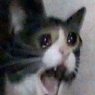😭 gatto, gatto che piange, meme, triste, animale, animale domestico telegram sticker