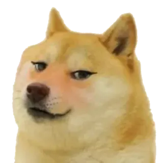 🥰 Doge doge, mem, pies, śmieszne telegram sticker