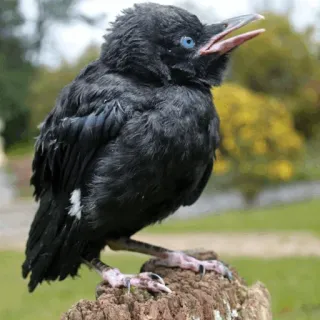 ⚫️ burung, gagak, hewan, alam, satwa liar telegram sticker
