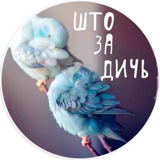 Папуг лов telegram stickers