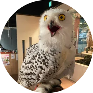 🦉 coruja, pássaro, coruja-das-neves, animal, vida selvagem, natureza telegram sticker