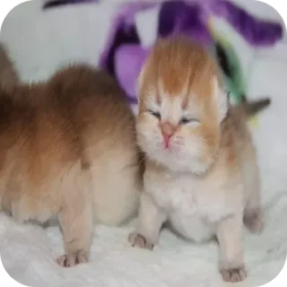 🐱 Kätzchen, Katze, süß, Tierbaby, Katzenartig, Haustier telegram sticker