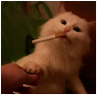 🚬 кот, сигарета, курение, животное, мем, юмор telegram sticker