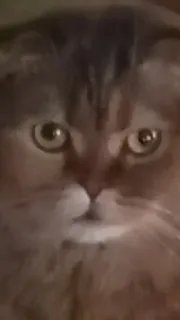 😡 gato, animal de estimação, animal, felino, mamífero, gato doméstico telegram sticker