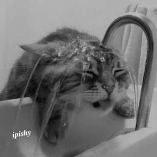 🕸 ipishy 猫, 水龙头, 水, 宠物, 动物, 水槽, 洗澡 telegram sticker