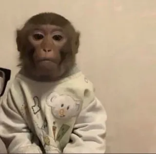 🐒 singe, animal, vêtement, mignon, primate, mammifère, drôle, mème telegram sticker