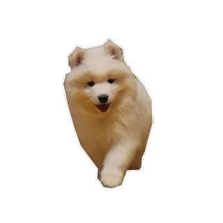 😀 cão, cachorro, fofo, animal de estimação, animal, fofo, samoieda whatsapp sticker