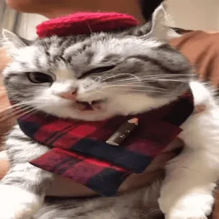 👅 chat, animal, animal de compagnie, écharpe, béret, mignon, drôle telegram sticker