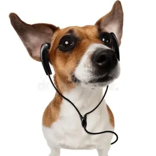 🎧 dog, headphones, animal, listening, music telegram sticker
