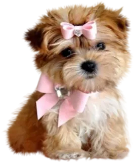 👒 Hund, Welpe, süß, Schleife, Haustier, Tier telegram sticker
