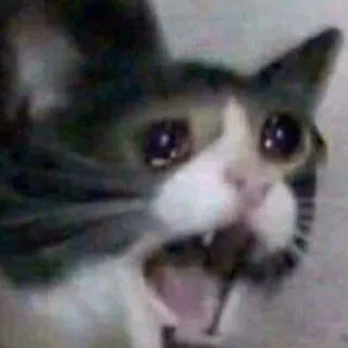 😱 cat, crying, sad, animal, meme telegram sticker